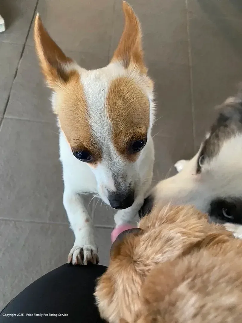 Guest dogs playing together and making new friends