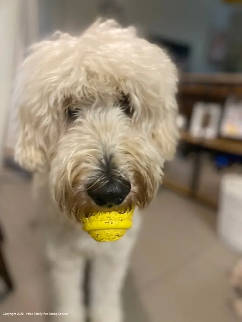 A cavoodle playing with a tennis ball