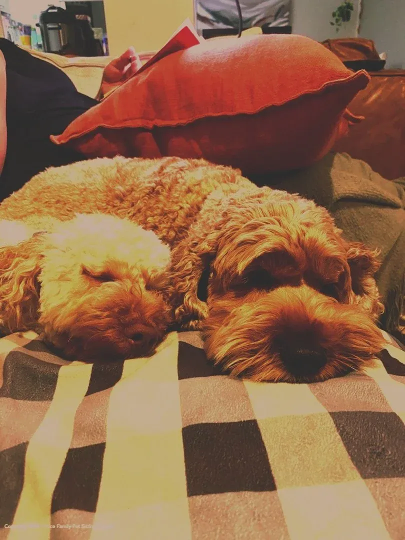 Two cavoodles curled up asleep together on a soft checkered blanket at home