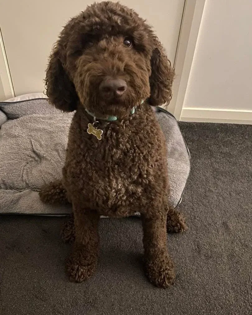 Archie
