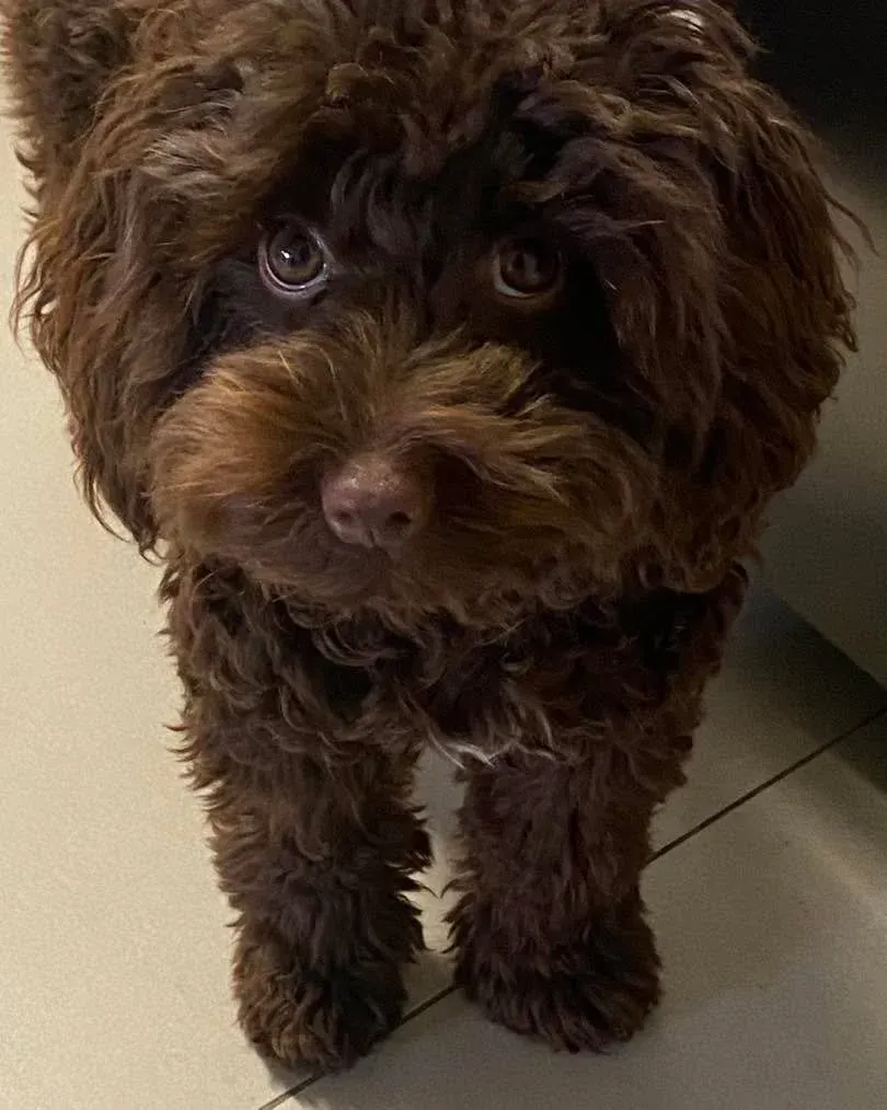 Nova the cavoodle