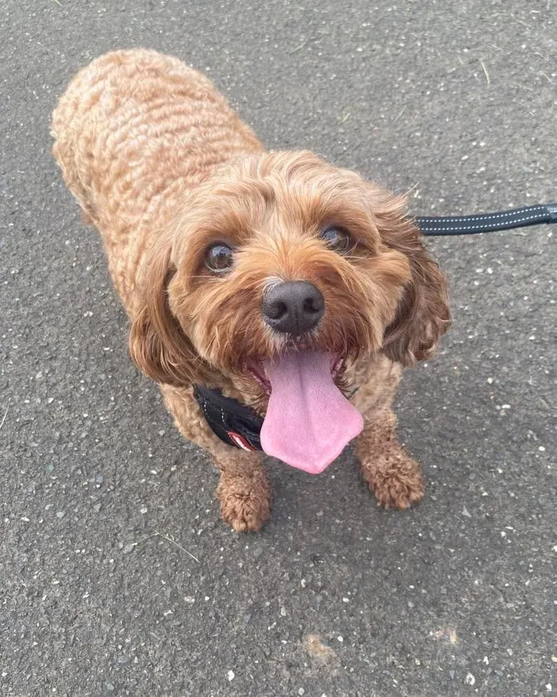 A happy dog with its tongue out