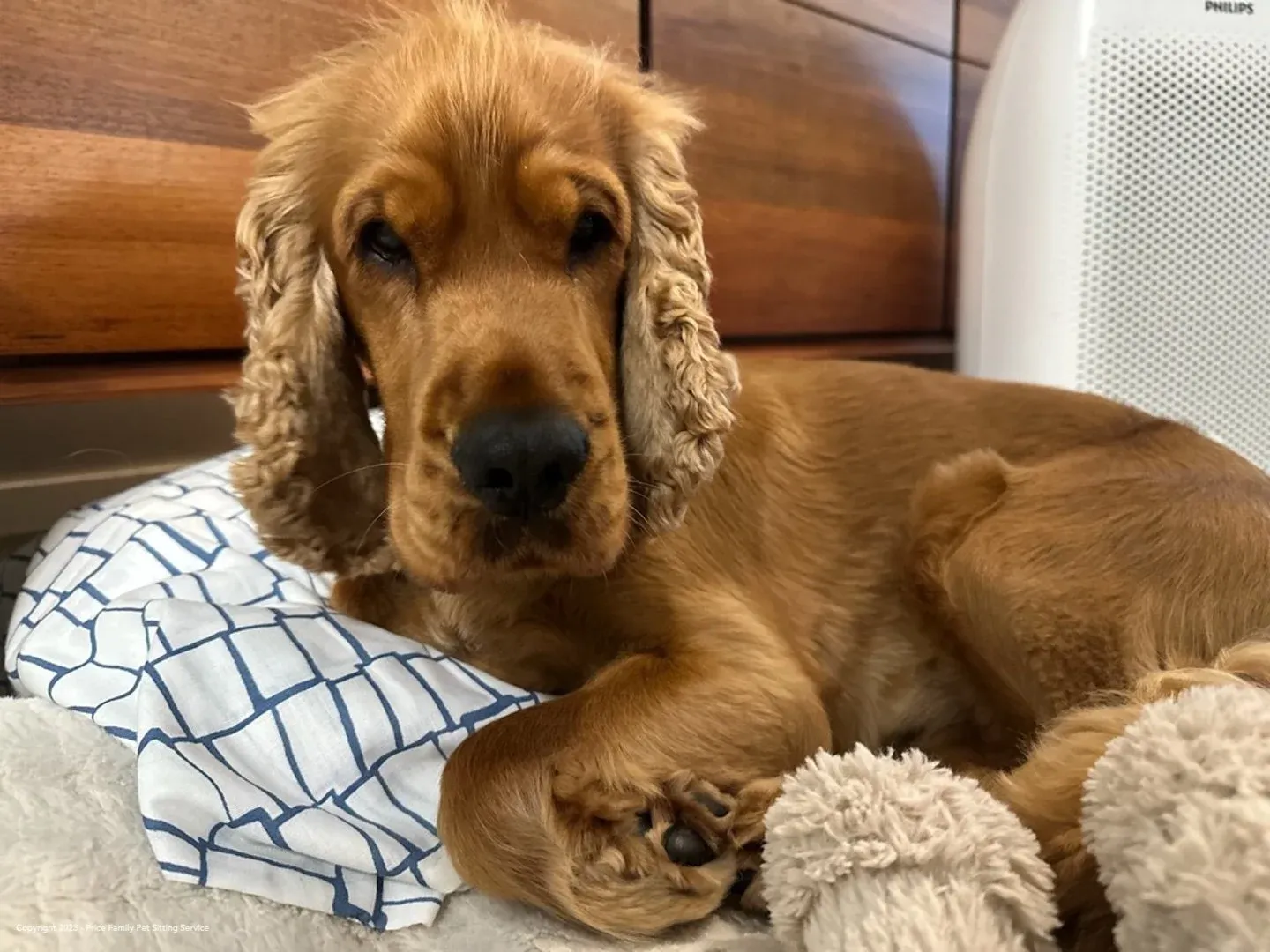 A cocker spaniel napping contentedly on a soft checkered blanket